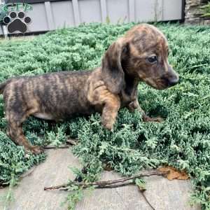 Fern, Dachshund Puppy